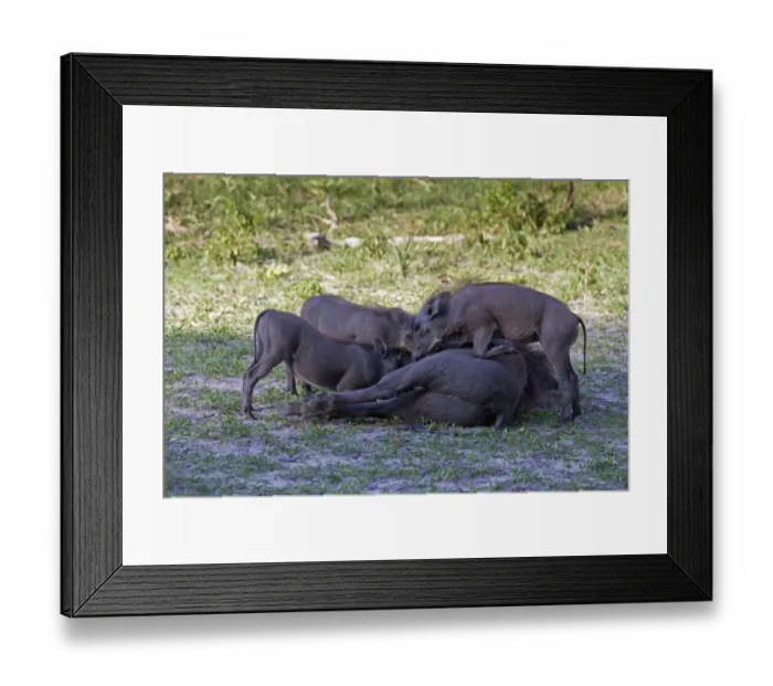 Framed Print : Common Warthog (Phacochoerus africanus) adult female with young, suckling, Okavango Delta, Botswana Framed Print : Common Warthog (Phacochoerus africanus) adult female with young, suckling, Okavango Delta, Botswana