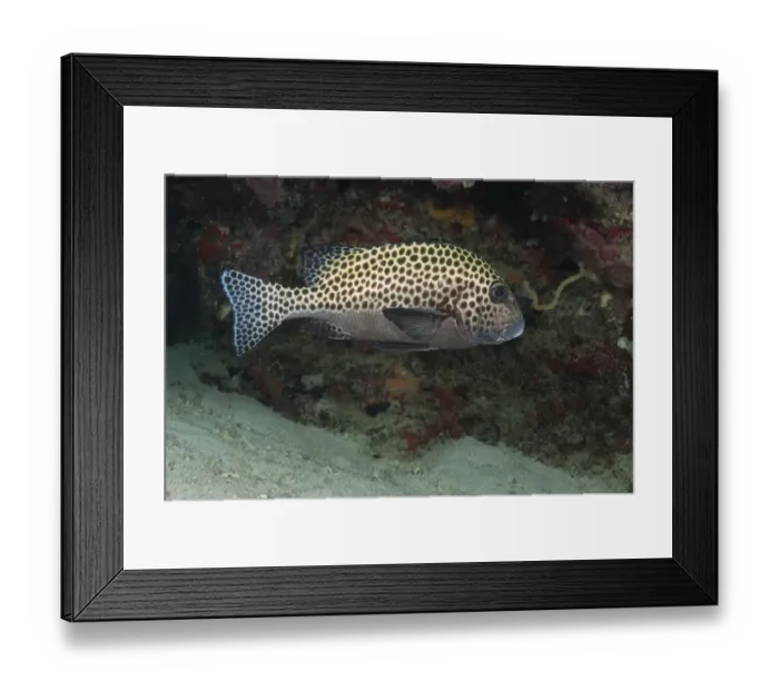 Framed Print : Many-spotted Sweetlips (Plectorhinchus chaetodonoides) adult, swimming over reef, Sipadan Island, Sabah, Borneo, Malaysia Framed Print : Many-spotted Sweetlips (Plectorhinchus chaetodonoides) adult, swimming over reef, Sipadan Island, Sabah, Borneo, Malaysia