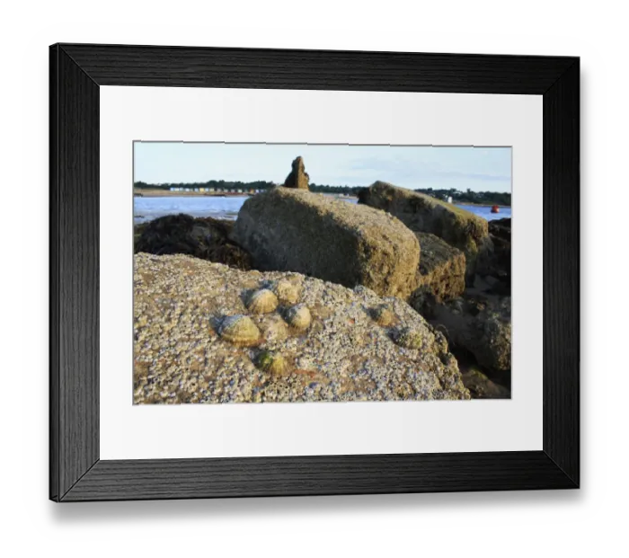 Framed Print : Common Limpet (Patella vulgata) and Acorn Barnacle (Semibalanus balanoides) on exposed rocks at low tide, Bembridge, Isle of Wight, England, june Framed Print : Common Limpet (Patella vulgata) and Acorn Barnacle (Semibalanus balanoides) on exposed rocks at low tide, Bembridge, Isle of Wight, England, june