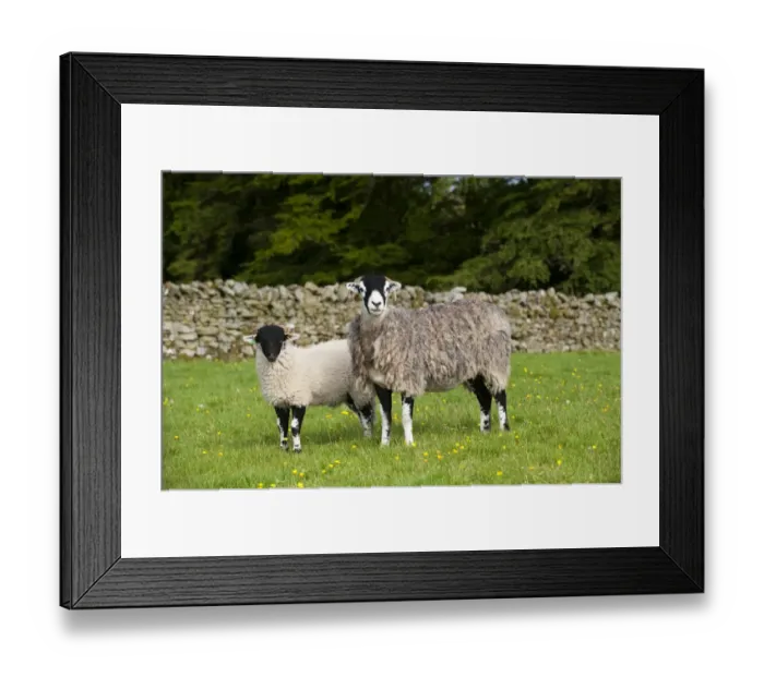 Framed Print : Domestic Sheep, Swaledale ewe with tup lamb, standing in pasture, England, june Framed Print : Domestic Sheep, Swaledale ewe with tup lamb, standing in pasture, England, june