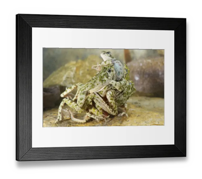 Framed Print : Common Parsley Frog (Pelodytes punctatus) four adult males, attempting to mate with single female, in mating ball underwater, Italy Framed Print : Common Parsley Frog (Pelodytes punctatus) four adult males, attempting to mate with single female, in mating ball underwater, Italy
