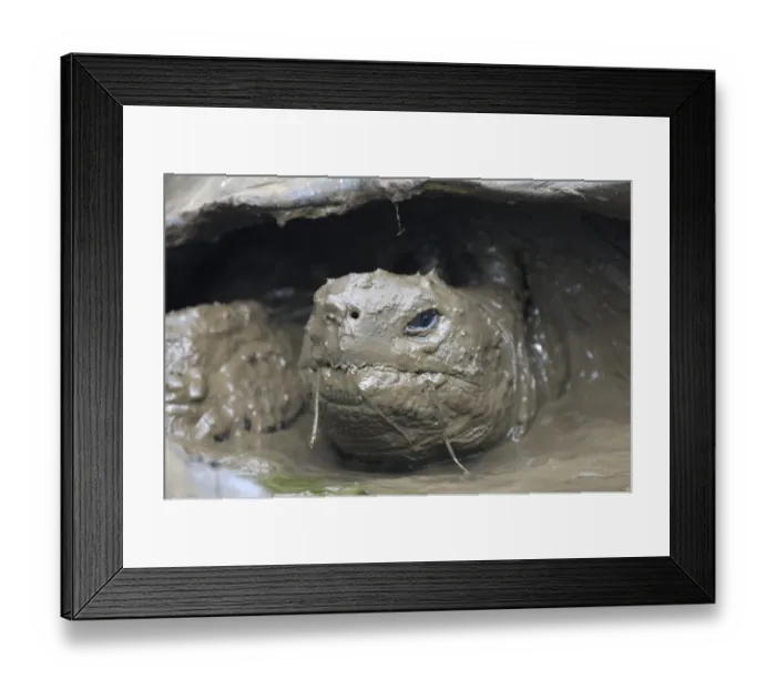 Framed Print : Galapagos Giant Tortoise (Geochelone nigra) adult, close-up of head, wallowing in mud, Galapagos Islands Framed Print : Galapagos Giant Tortoise (Geochelone nigra) adult, close-up of head, wallowing in mud, Galapagos Islands