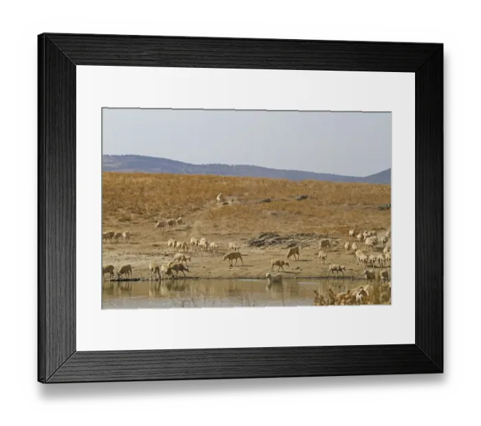 Framed Print : Domestic Sheep, flock with livestock guardian sheepdog, coming to drink at pool in steppe habitat, Extremadura, Spain, august Framed Print : Domestic Sheep, flock with livestock guardian sheepdog, coming to drink at pool in steppe habitat, Extremadura, Spain, august