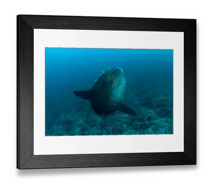 Framed Print : Ocean Sunfish (Mola mola) adult, with butterflyfish feeding on ectoparasites from skin, Batu Abah, Nusa Penida, Bali, Lesser Sunda Islands, Indonesia Framed Print : Ocean Sunfish (Mola mola) adult, with butterflyfish feeding on ectoparasites from skin, Batu Abah, Nusa Penida, Bali, Lesser Sunda Islands, Indonesia