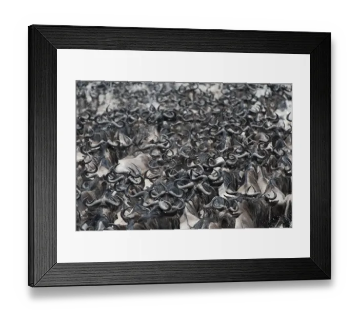 Framed Print : Blue Wildebeest (Connochaetus taurinus) adults, herd crossing river on migration, Masai Mara, Kenya Framed Print : Blue Wildebeest (Connochaetus taurinus) adults, herd crossing river on migration, Masai Mara, Kenya