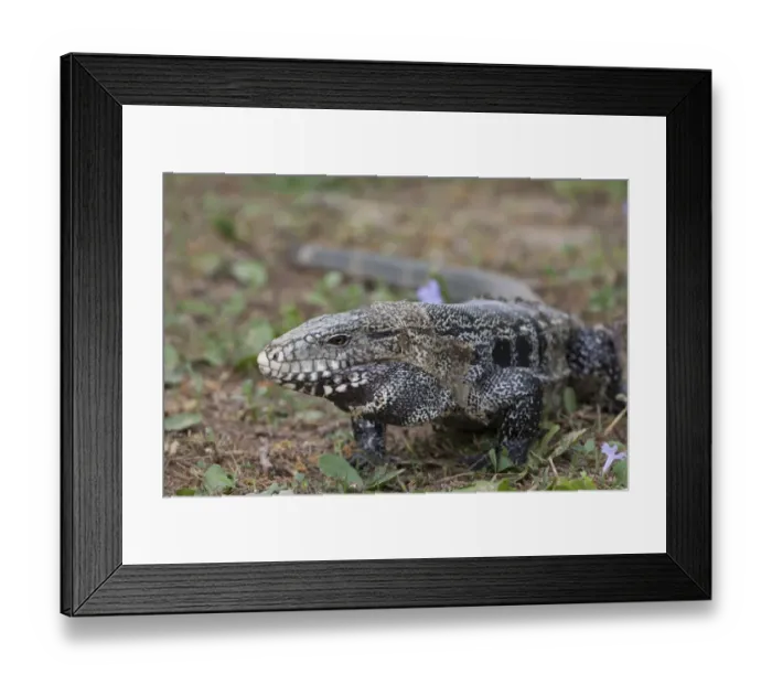 Framed Print : Argentine Black and White Tegu (Tupinambis merianae) adult, standing, Pantanal, Mato Grosso, Brazil Framed Print : Argentine Black and White Tegu (Tupinambis merianae) adult, standing, Pantanal, Mato Grosso, Brazil