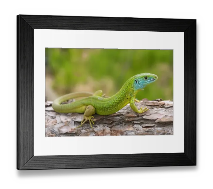 Framed Print : Western Green Lizard (Lacerta bilineata) adult male, resting on log, Italy Framed Print : Western Green Lizard (Lacerta bilineata) adult male, resting on log, Italy