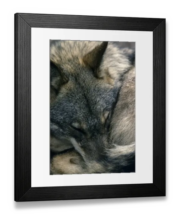 Framed Print : Iberian Wolf (Canis lupus signatus) adult female, close-up of head, sleeping, Iberian Wolf Recovery Centre, Portugal Framed Print : Iberian Wolf (Canis lupus signatus) adult female, close-up of head, sleeping, Iberian Wolf Recovery Centre, Portugal
