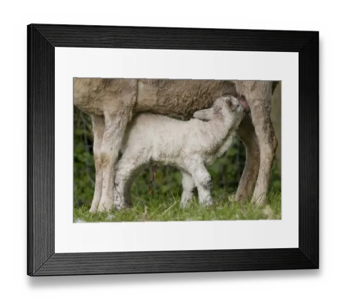 Framed Print : Domestic Sheep, newborn lamb, with remains of umbilical cord still attached, suckling from mother, Carmarthenshire, South Wales, may Framed Print : Domestic Sheep, newborn lamb, with remains of umbilical cord still attached, suckling from mother, Carmarthenshire, South Wales, may