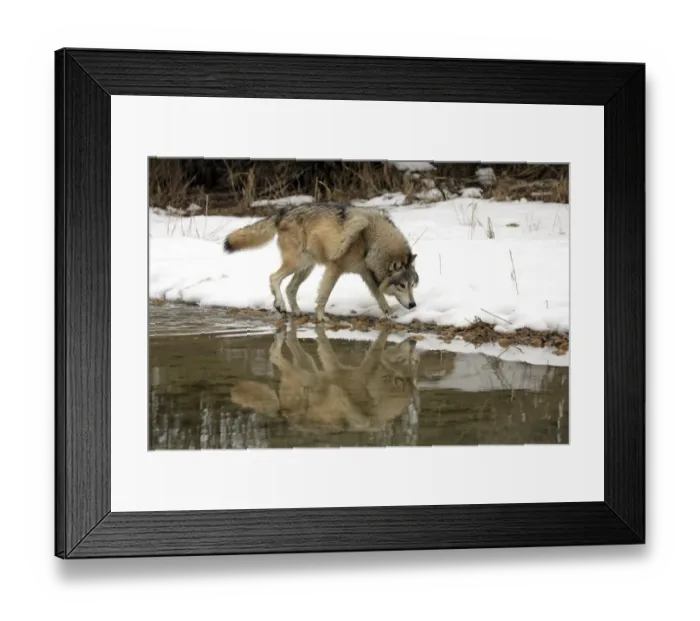 Framed Print : Grey Wolf (Canis lupus) adult, walking in snow at edge of water, Montana, U. S. A. winter (captive) Framed Print : Grey Wolf (Canis lupus) adult, walking in snow at edge of water, Montana, U. S. A. winter (captive)