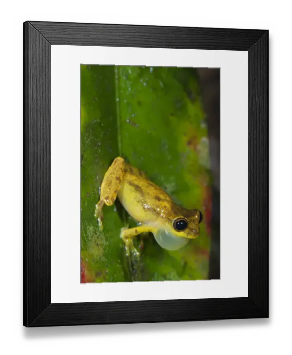 Framed Print : Lesser Treefrog (Dendropsophus minutus) adult male, calling, with inflated throat sac, clinging to leaf overhanging pond, Los Amigos Biological Station, Madre de Dios, Amazonia, Peru