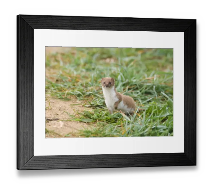 Framed Print : Weasel (Mustela nivalis) adult, standing with foot raised, East Bank, Cley, Norfolk, England, april Framed Print : Weasel (Mustela nivalis) adult, standing with foot raised, East Bank, Cley, Norfolk, England, april