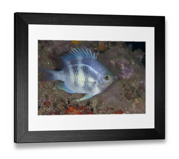Framed Print : Staghorn Damsel (Amblyglyphidodon curacao) adult, in reef at night, Bandaneira, near Ambon Island, Maluku Islands, Banda Sea, Indonesia Framed Print : Staghorn Damsel (Amblyglyphidodon curacao) adult, in reef at night, Bandaneira, near Ambon Island, Maluku Islands, Banda Sea, Indonesia