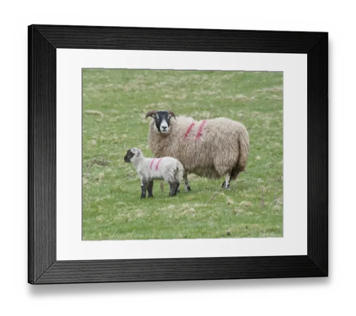 Framed Print : Domestic Sheep, Scottish Blackface ewe with Charollais sired lamb, standing in pasture, Scotland, april Framed Print : Domestic Sheep, Scottish Blackface ewe with Charollais sired lamb, standing in pasture, Scotland, april