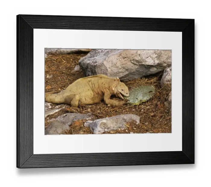 Framed Print : Land Iguana (Conolophus subcristatus) adult, feeding on prickly pear cactus pad, Galapagos Islands