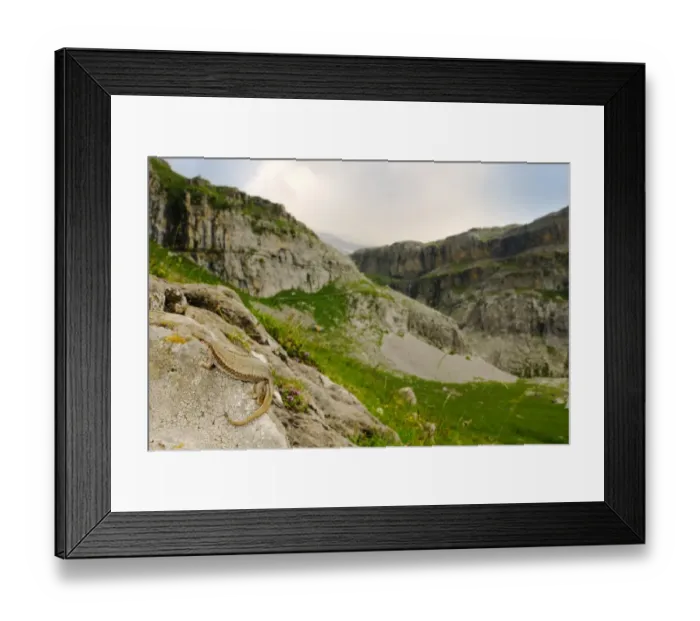 Framed Print : Pyrenean Rock Lizard (Iberolacerta bonnali) adult, on rock in mountain valley habitat, Ordesa y Monte Perdido N. P. Pyrenees, Aragon, Spain, june Framed Print : Pyrenean Rock Lizard (Iberolacerta bonnali) adult, on rock in mountain valley habitat, Ordesa y Monte Perdido N. P. Pyrenees, Aragon, Spain, june
