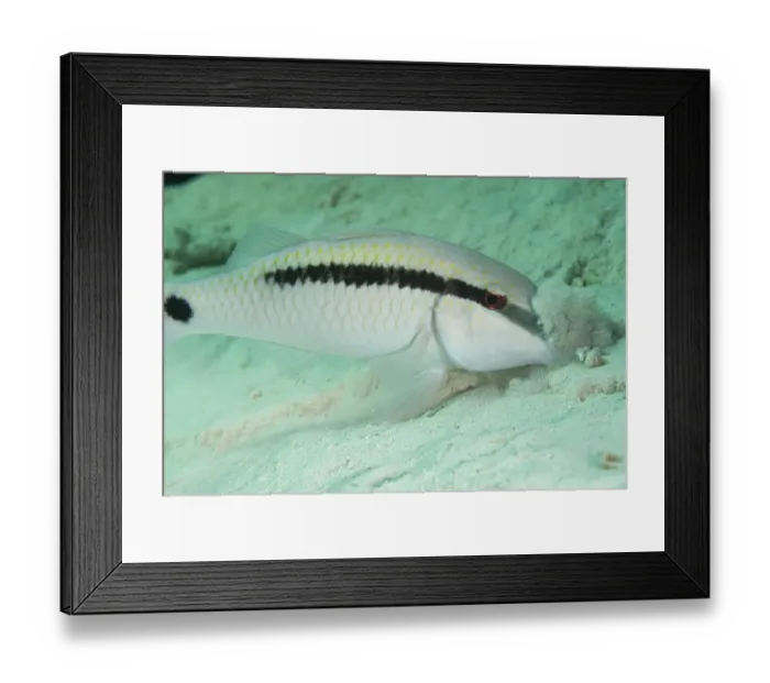 Framed Print : Longbarbel Goatfish (Parupeneus macronema) adult, digging in sand for food, Sipadan Island, Sabah, Borneo, Malaysia Framed Print : Longbarbel Goatfish (Parupeneus macronema) adult, digging in sand for food, Sipadan Island, Sabah, Borneo, Malaysia