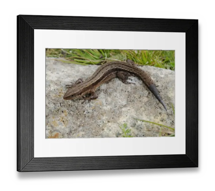 Framed Print : Common Lizard (Zootoca vivipara) adult, with regenerated tail, resting on rock, Italy, september Framed Print : Common Lizard (Zootoca vivipara) adult, with regenerated tail, resting on rock, Italy, september