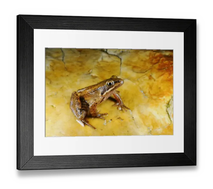 Framed Print : Iberian Frog (Rana iberica) adult, sitting on rock, Spain, september Framed Print : Iberian Frog (Rana iberica) adult, sitting on rock, Spain, september