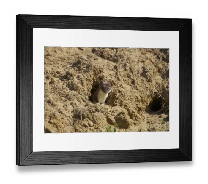 Framed Print : Weasel (Mustela nivalis) adult, hunting, raiding Sand Martin (Riparia riparia) nestholes, Finland Framed Print : Weasel (Mustela nivalis) adult, hunting, raiding Sand Martin (Riparia riparia) nestholes, Finland