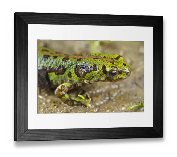 Framed Print : Pygmy Marbled Newt (Triturus pygmaeus) adult female, close-up of head, Spain Framed Print : Pygmy Marbled Newt (Triturus pygmaeus) adult female, close-up of head, Spain