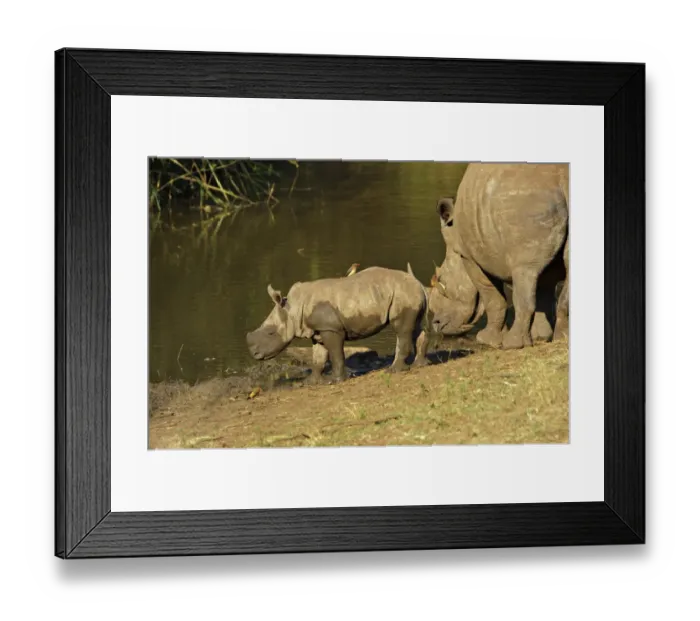 Framed Print : White Rhinoceros (Ceratotherium simum) adult female with calf, drinking at waterhole, with Red-billed Oxpeckers (Buphagus erythrorhynchus), South Africa Framed Print : White Rhinoceros (Ceratotherium simum) adult female with calf, drinking at waterhole, with Red-billed Oxpeckers (Buphagus erythrorhynchus), South Africa