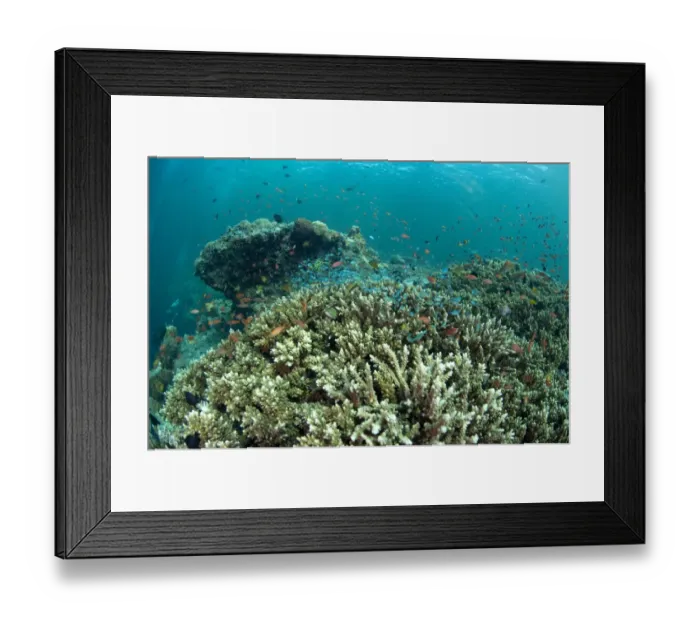 Framed Print : Staghorn Coral (Acropora sp. ) with small fish, in coral reef habitat, Sipadan Island, Sabah, Borneo, Malaysia Framed Print : Staghorn Coral (Acropora sp. ) with small fish, in coral reef habitat, Sipadan Island, Sabah, Borneo, Malaysia