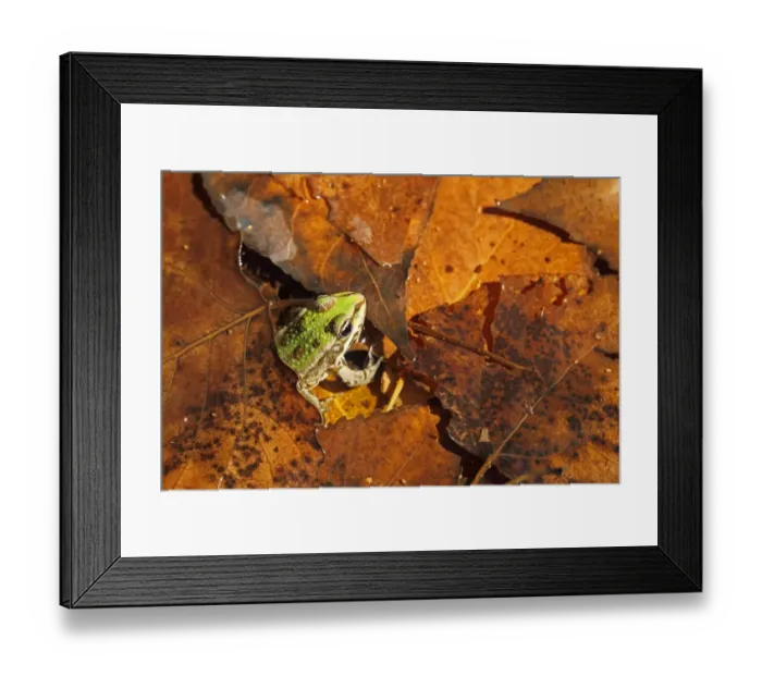 Framed Print : Marsh Frog (Rana ridibunda) adult, amongst fallen leaves in water, Bulgaria, september Framed Print : Marsh Frog (Rana ridibunda) adult, amongst fallen leaves in water, Bulgaria, september