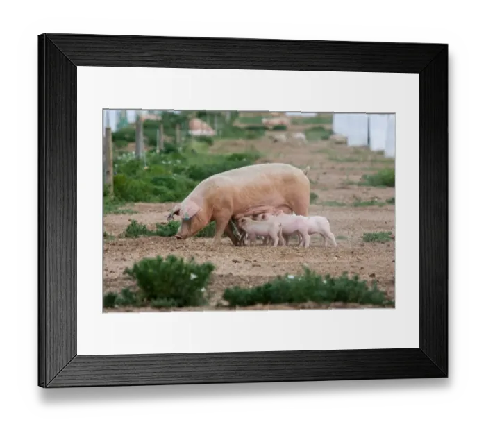 Framed Print : Domestic Pig, Large White x Landrace x Duroc, freerange sow with piglets, suckling, on outdoor unit, England, june Framed Print : Domestic Pig, Large White x Landrace x Duroc, freerange sow with piglets, suckling, on outdoor unit, England, june