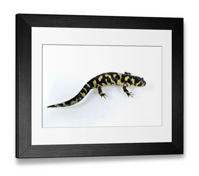 Framed Print : Barred Tiger Salamander (Ambystoma mavortium) adult Framed Print : Barred Tiger Salamander (Ambystoma mavortium) adult