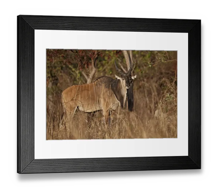 Framed Print : Giant Eland (Taurotragus derbianus) adult male, standing in woodland, Fatalah Reserve, Senegal, january Framed Print : Giant Eland (Taurotragus derbianus) adult male, standing in woodland, Fatalah Reserve, Senegal, january