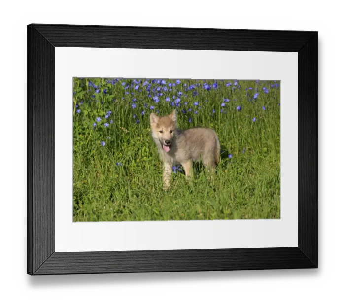 Framed Print : Timber Wolf (Canis lupus) eight-week old cub, standing in meadow, Montana, U. S. A. june (captive) Framed Print : Timber Wolf (Canis lupus) eight-week old cub, standing in meadow, Montana, U. S. A. june (captive)