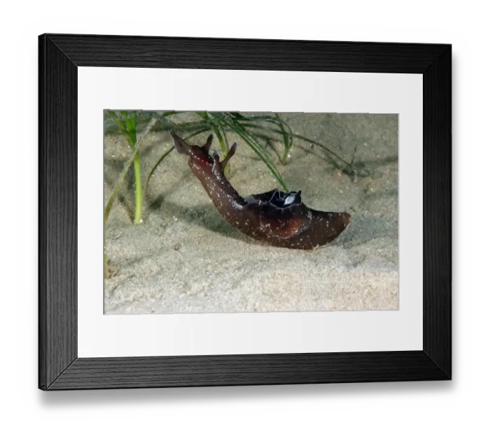 Framed Print : Sea-hare (Aplysia punctata) adult, amongst eelgrass on sandy seabed, Worbarrow Bay, Isle of Purbeck, Dorset, England, july