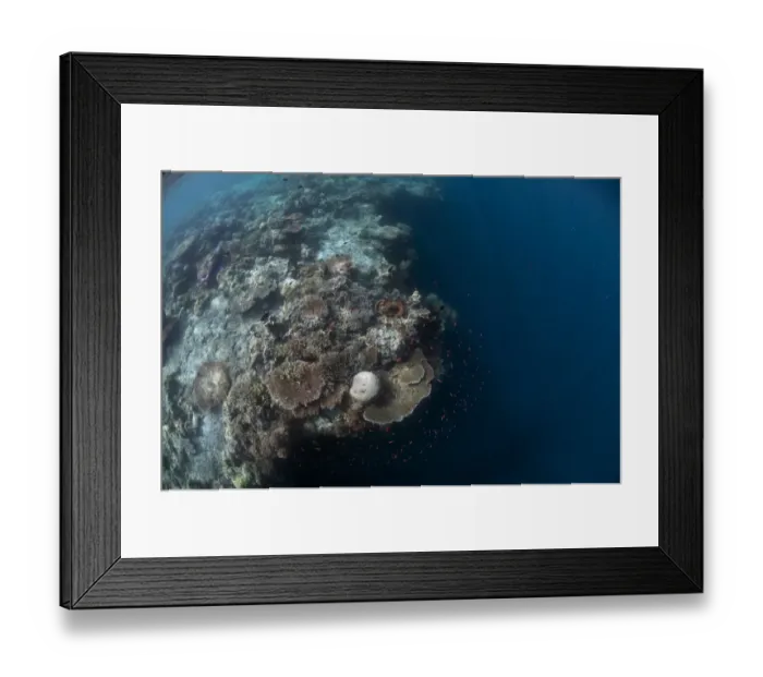 Framed Print : Coral reef habitat, with fish and edge of reef with dropoff to reef wall, Sipadan Island, Sabah, Borneo, Malaysia Framed Print : Coral reef habitat, with fish and edge of reef with dropoff to reef wall, Sipadan Island, Sabah, Borneo, Malaysia