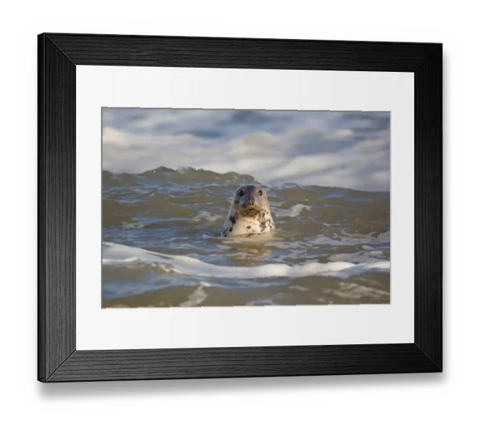 Framed Print : Grey Seal (Halichoerus grypus) adult female, head looking out from sea, Norfolk, England, november Framed Print : Grey Seal (Halichoerus grypus) adult female, head looking out from sea, Norfolk, England, november