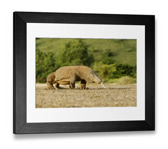 Framed Print : Komodo Dragon (Varanus komodensis) adult, walking, flicking forked tongue and drooling saliva, Komodo N. P. Komodo Island, Lesser Sunda Islands, Indonesia, march Framed Print : Komodo Dragon (Varanus komodensis) adult, walking, flicking forked tongue and drooling saliva, Komodo N. P. Komodo Island, Lesser Sunda Islands, Indonesia, march