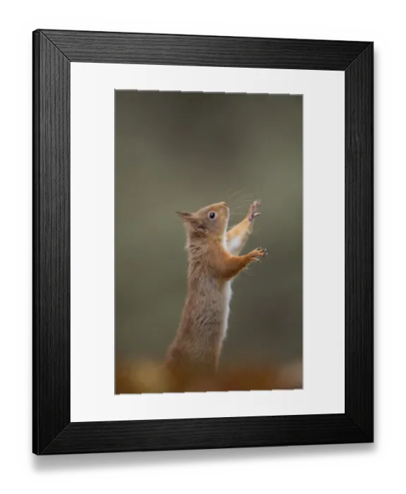 Framed Print : Eurasian Red Squirrel (Sciurus vulgaris) adult, standing on hind legs, Cairngorm N. P. Highlands, Scotland, march Framed Print : Eurasian Red Squirrel (Sciurus vulgaris) adult, standing on hind legs, Cairngorm N. P. Highlands, Scotland, march