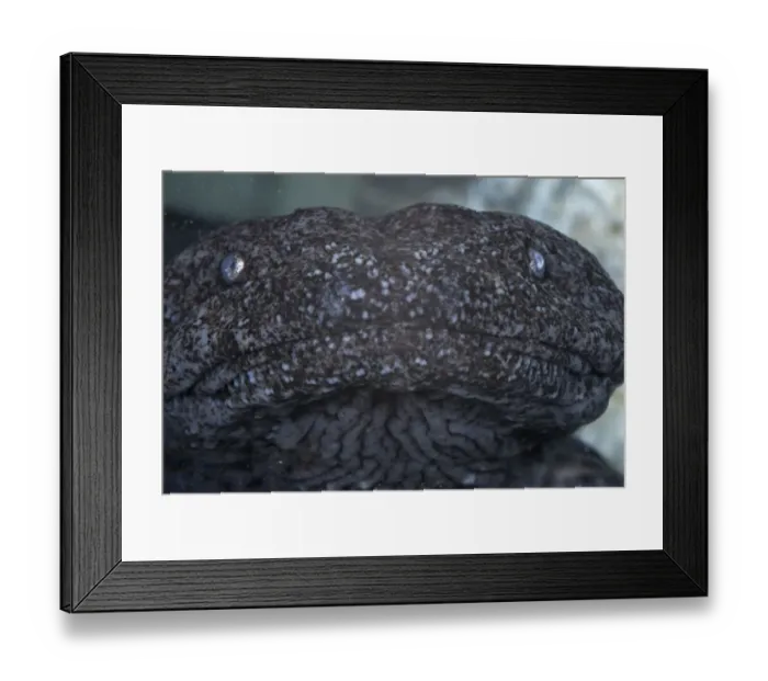 Framed Print : Hellbender (Cryptobranchus alleganiensis) adult, close-up of head, underwater, Pennsylvania, U. S. A. (captive in laboratory)