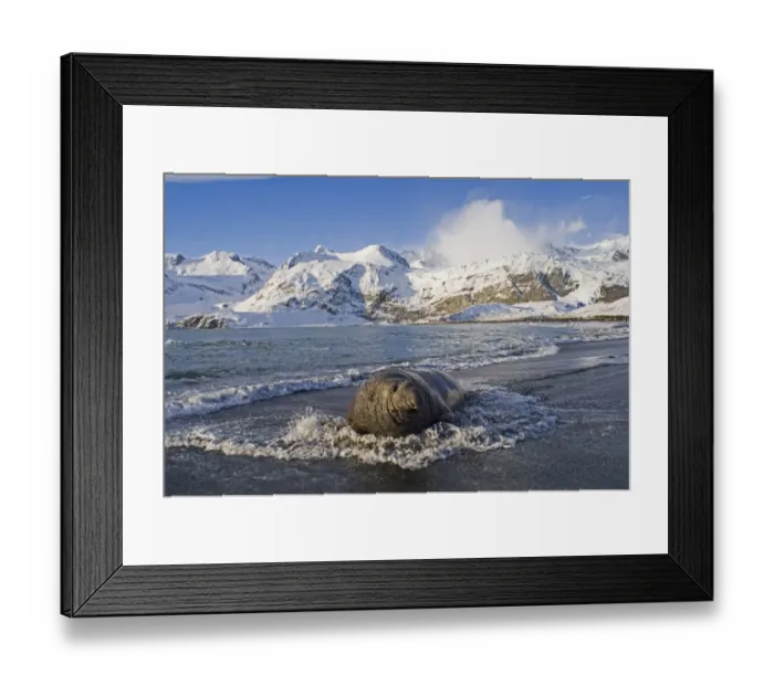 Framed Print : Southern Elephant-seal (Mirounga leonina) adult male, in surf on beach, with snow covered mountains in background, Gold Harbour, South Georgia, november Framed Print : Southern Elephant-seal (Mirounga leonina) adult male, in surf on beach, with snow covered mountains in background, Gold Harbour, South Georgia, november