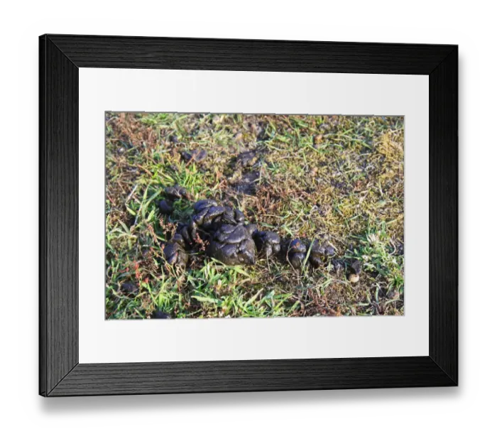 Framed Print : Domestic Sheep, close-up of droppings, in rough pasture and acid grassland, Little Ouse Headwaters Project, The Frith, South Lopham, Little Ouse Valley, Norfolk, England, august