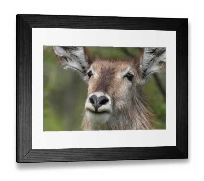 Framed Print : Common Waterbuck (Kobus ellipsiprymnus) adult female, close-up of head, Kruger N. P. South Africa Framed Print : Common Waterbuck (Kobus ellipsiprymnus) adult female, close-up of head, Kruger N. P. South Africa