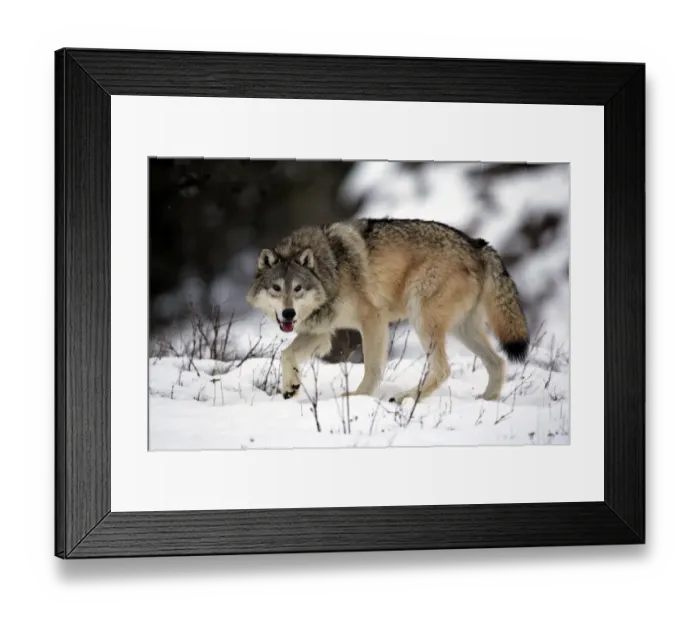 Framed Print : Grey Wolf (Canis lupus) adult, walking in snow, Montana, U. S. A. winter (captive)
