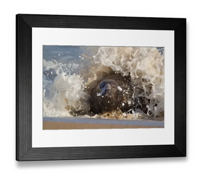 Framed Print : Grey Seal (Halichoerus grypus) adult male, emerging from surf onto beach, Norfolk, England, november Framed Print : Grey Seal (Halichoerus grypus) adult male, emerging from surf onto beach, Norfolk, England, november