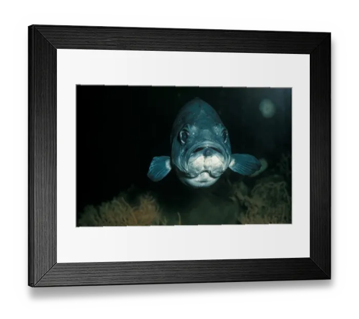 Framed Print : Moon Wrasse Fish (Thalassoma lunare) Indo-Pacific