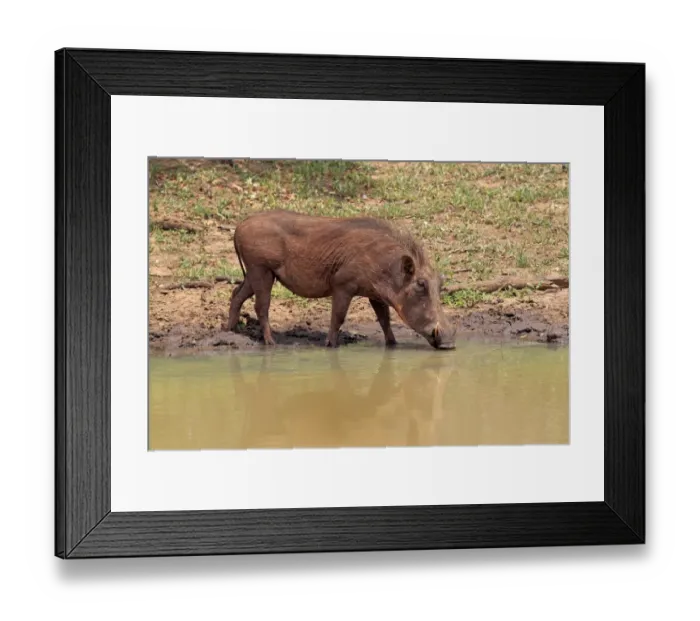Framed Print : Common Warthog (Phacochoerus africanus) adult, drinking at waterhole, Mkuze, Natal, South Africa Framed Print : Common Warthog (Phacochoerus africanus) adult, drinking at waterhole, Mkuze, Natal, South Africa