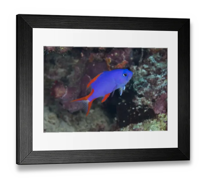 Framed Print : Masked Grouper (Gracila albomarginata) juvenile, swimming in reef, Hatta Arch, Hatta, near Bandaneira, near Ambon Island, Maluku Islands, Banda Sea, Indonesia Framed Print : Masked Grouper (Gracila albomarginata) juvenile, swimming in reef, Hatta Arch, Hatta, near Bandaneira, near Ambon Island, Maluku Islands, Banda Sea, Indonesia