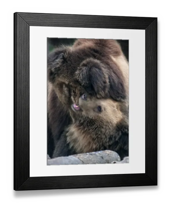 Framed Print : Tibetan Bear (Ursus arctos pruinosus) two adults, play-fighting, Animals Asia Rescue Centre, Chengdu, Sichuan, China, april Framed Print : Tibetan Bear (Ursus arctos pruinosus) two adults, play-fighting, Animals Asia Rescue Centre, Chengdu, Sichuan, China, april