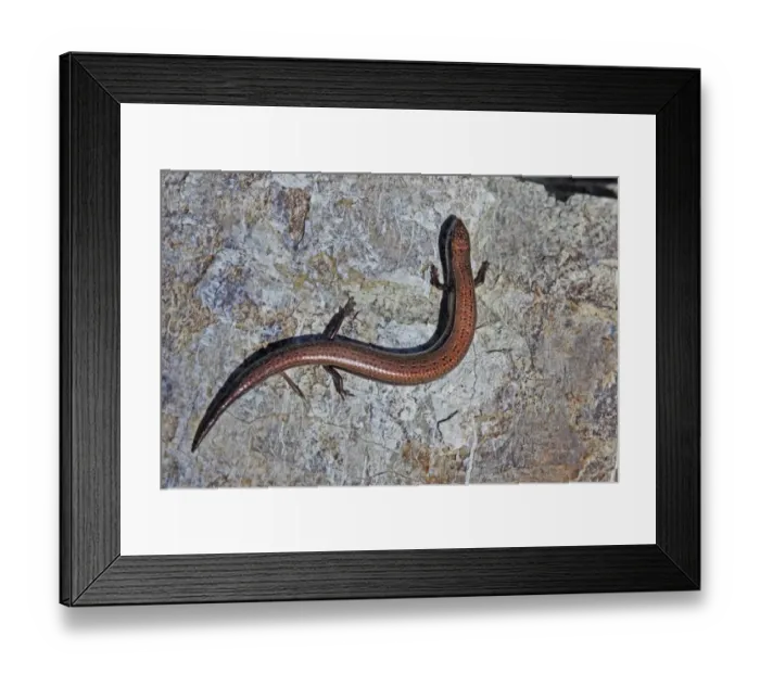Framed Print : European Snake-eyed Skink (Ablepharus kitaibelii) adult, resting on rock, Lesvos, Greece, april Framed Print : European Snake-eyed Skink (Ablepharus kitaibelii) adult, resting on rock, Lesvos, Greece, april