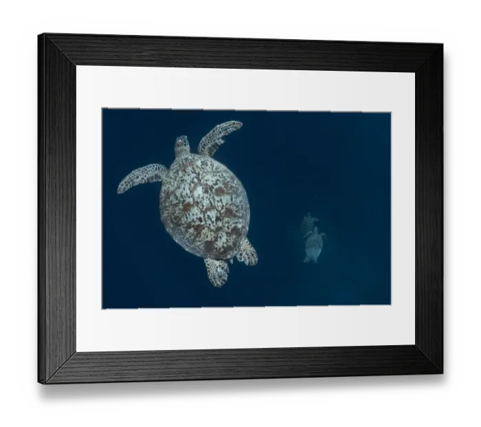 Framed Print : Green Turtle (Chelonia mydas) adult, swimming, with two other turtles swimming below, Sipadan Island, Sabah, Borneo, Malaysia Framed Print : Green Turtle (Chelonia mydas) adult, swimming, with two other turtles swimming below, Sipadan Island, Sabah, Borneo, Malaysia