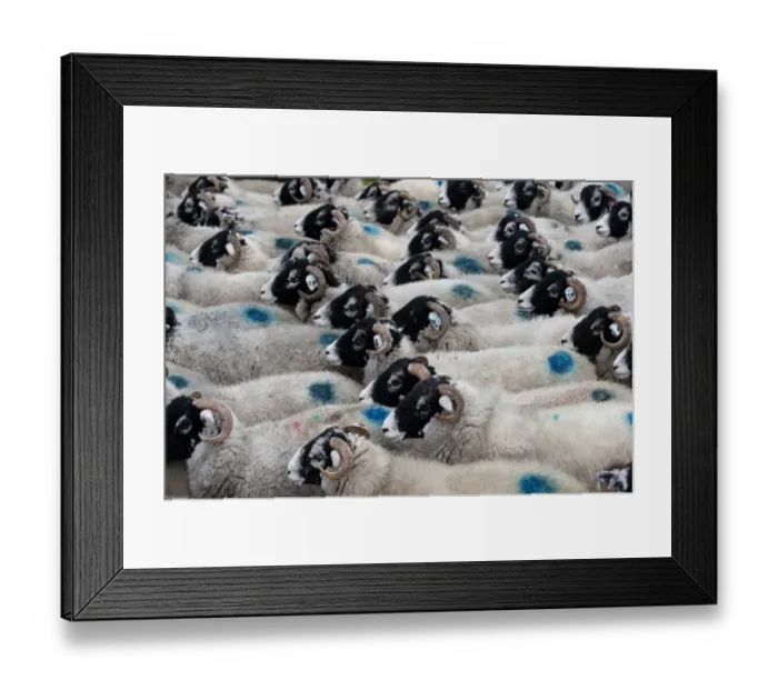 Framed Print : Domestic Sheep, Swaledale ewes, flock being moved, England, november